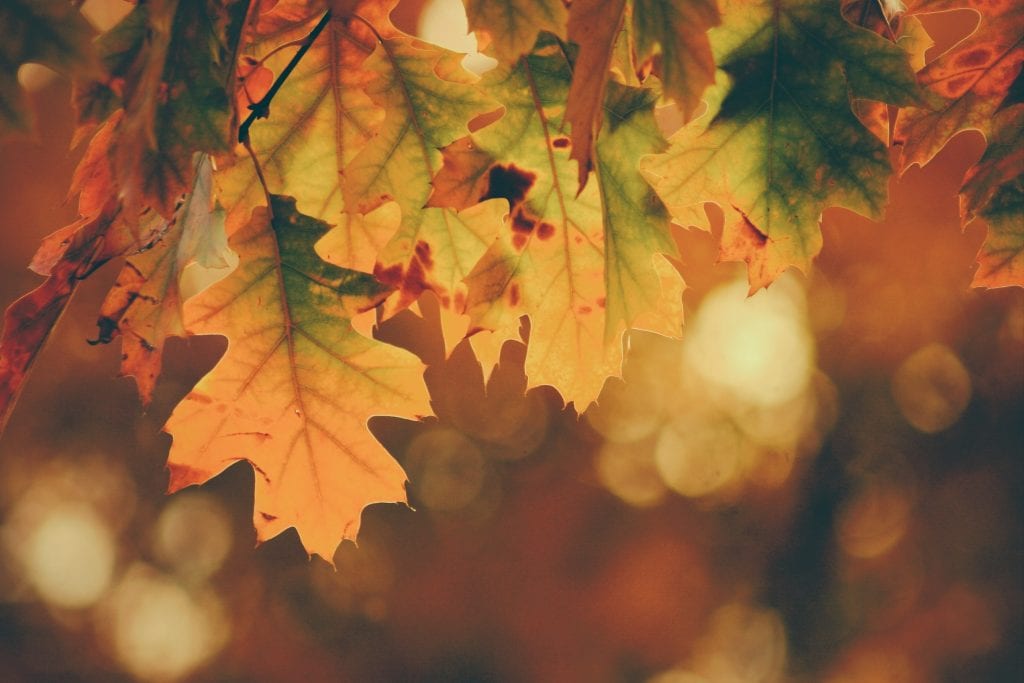 colorful autumn leaves on a tree